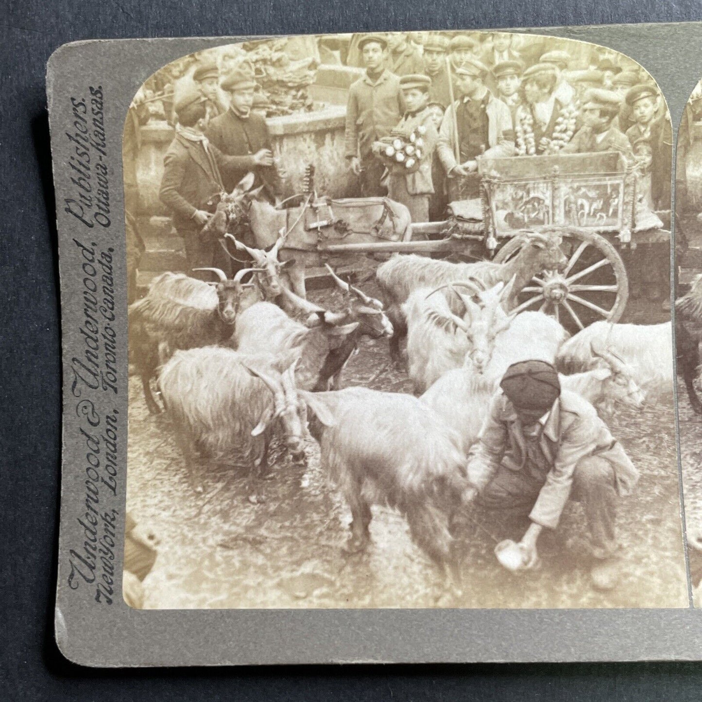 Antique 1906 Milking Goats Palermo Italy Stereoview Photo Card P1636