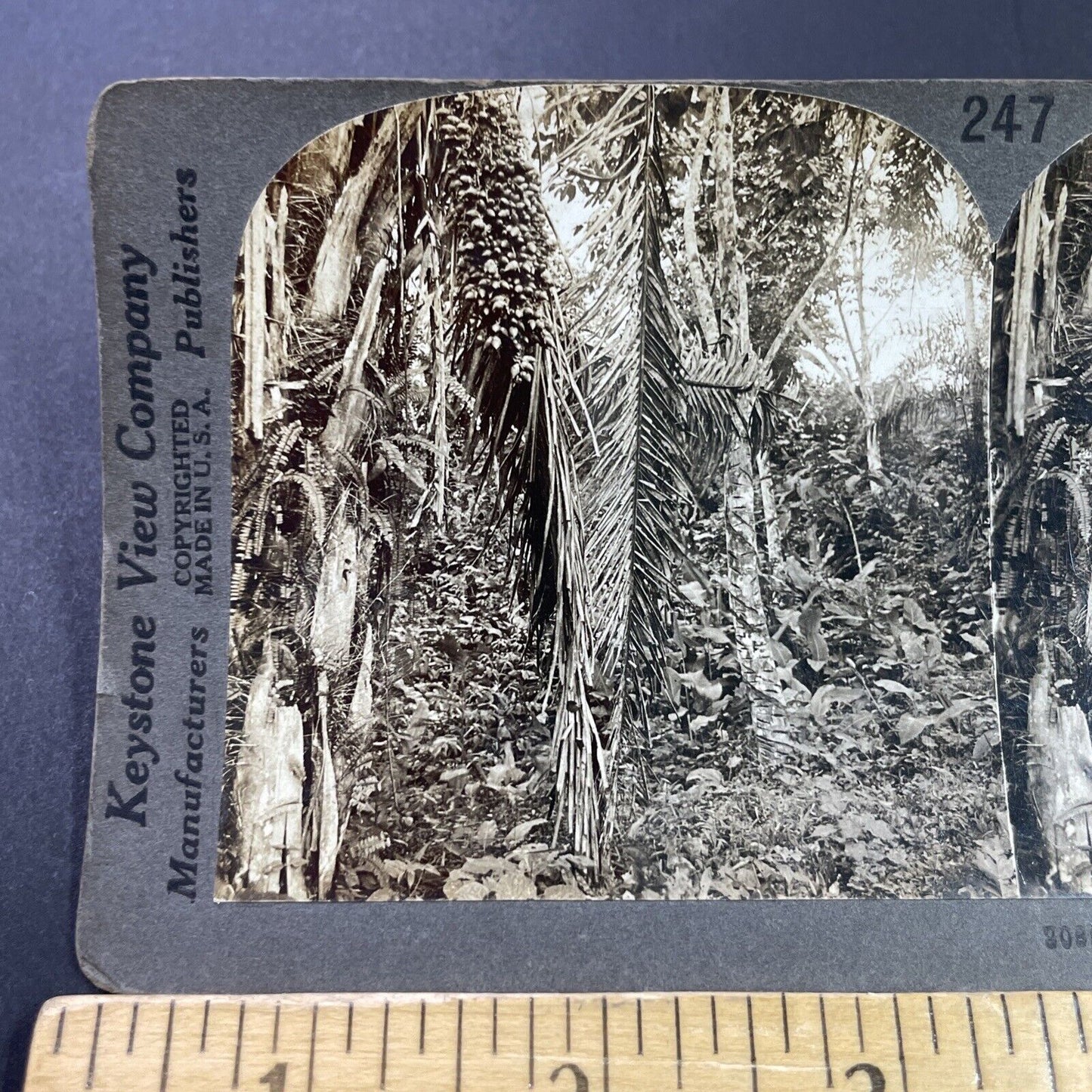 Antique 1910s Rubber Tree Farms In Panama Stereoview Photo Card P3680