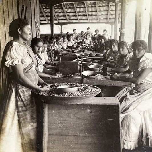 Antique 1918 Women Sorting Coffee Beans Peru Stereoview Photo Card P1469