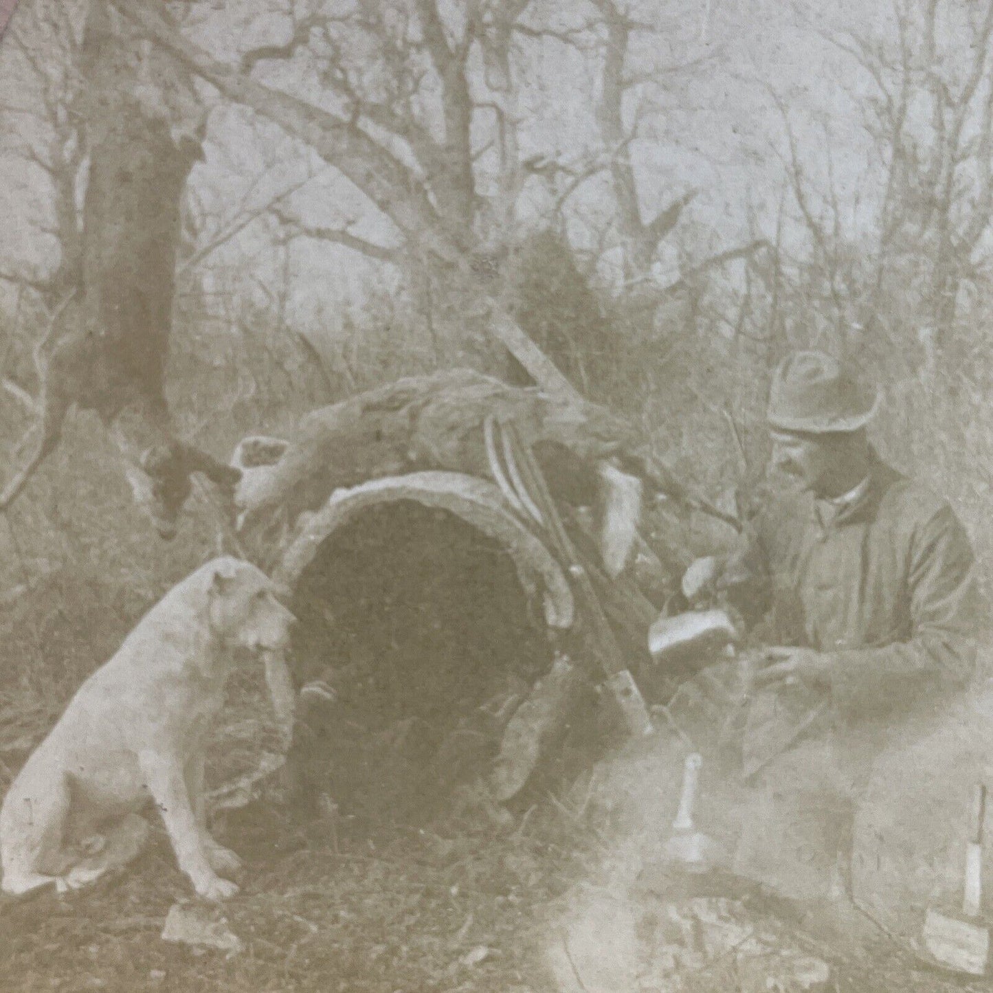 Antique 1880s A Pitbull Deer Hunting Dog And Hunter Stereoview Photo Card P4046