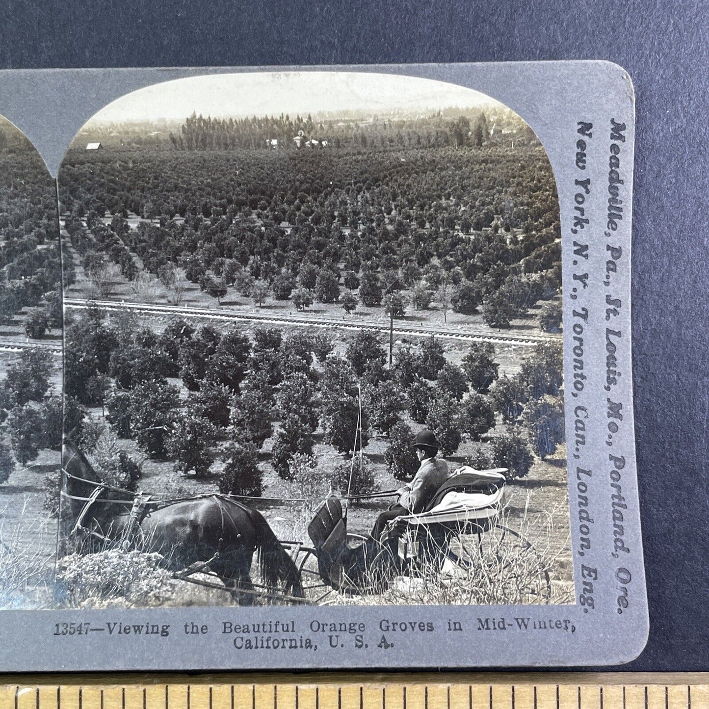 An Orange Tree Grove Pasedena California Stereoview Antique c1903 Y1193