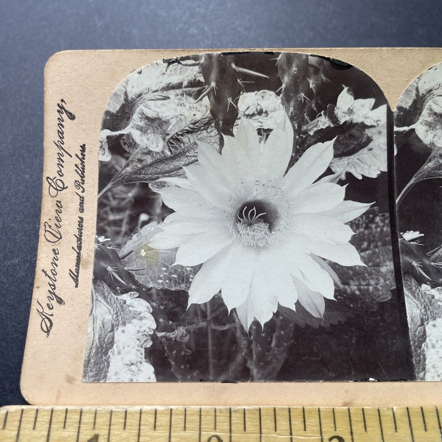 Antique 1898 A Night Blooming Cereus Flower Stereoview Photo Card P4003