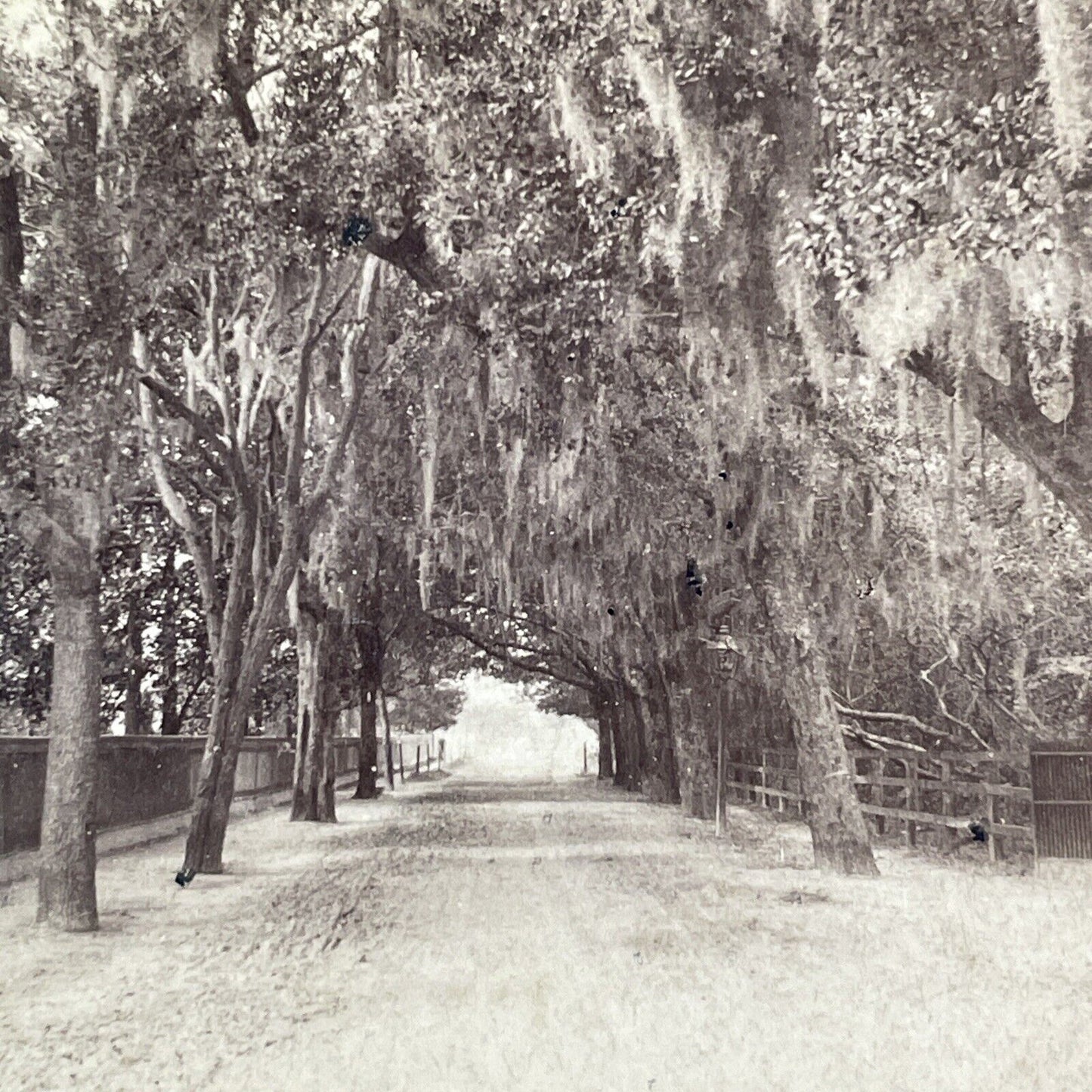 Road To St. Augustine Florida Stereoview Charles Bierstadt Antique c1880 X3277