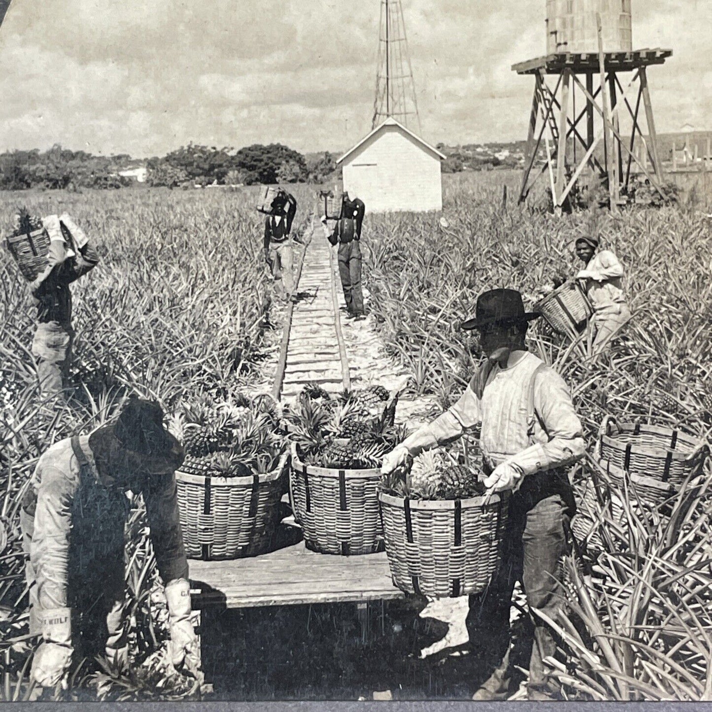 Pineapple Farm Indian River Florida Stereoview Antique c1909 X4242