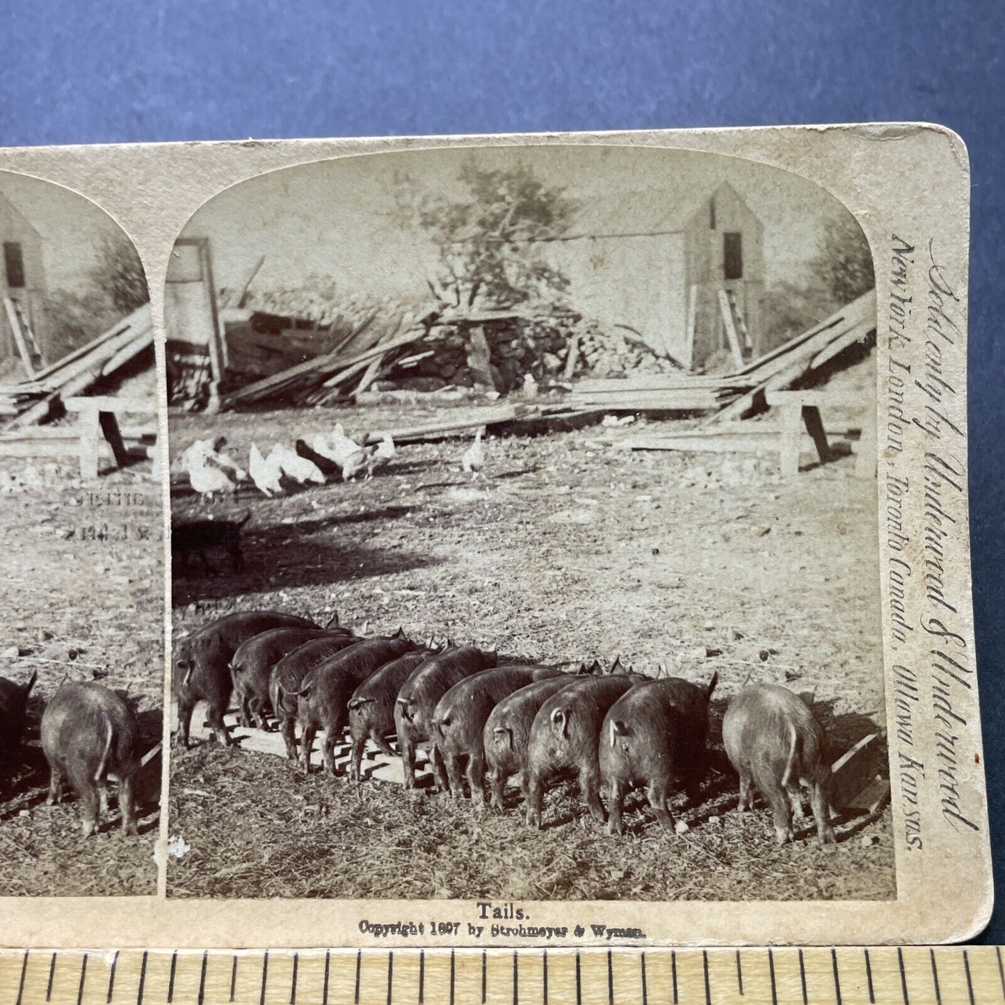 Antique 1897 Pigs Eat On A Farm In New York Stereoview Photo Card P2406