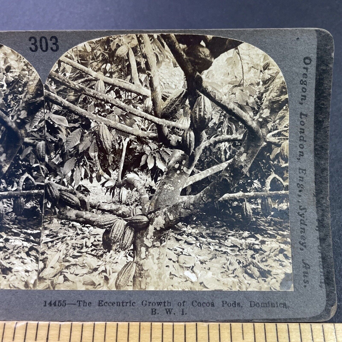 Antique 1910s Cocoa Beans Fruits Dominica BWI Stereoview Photo Card P3726