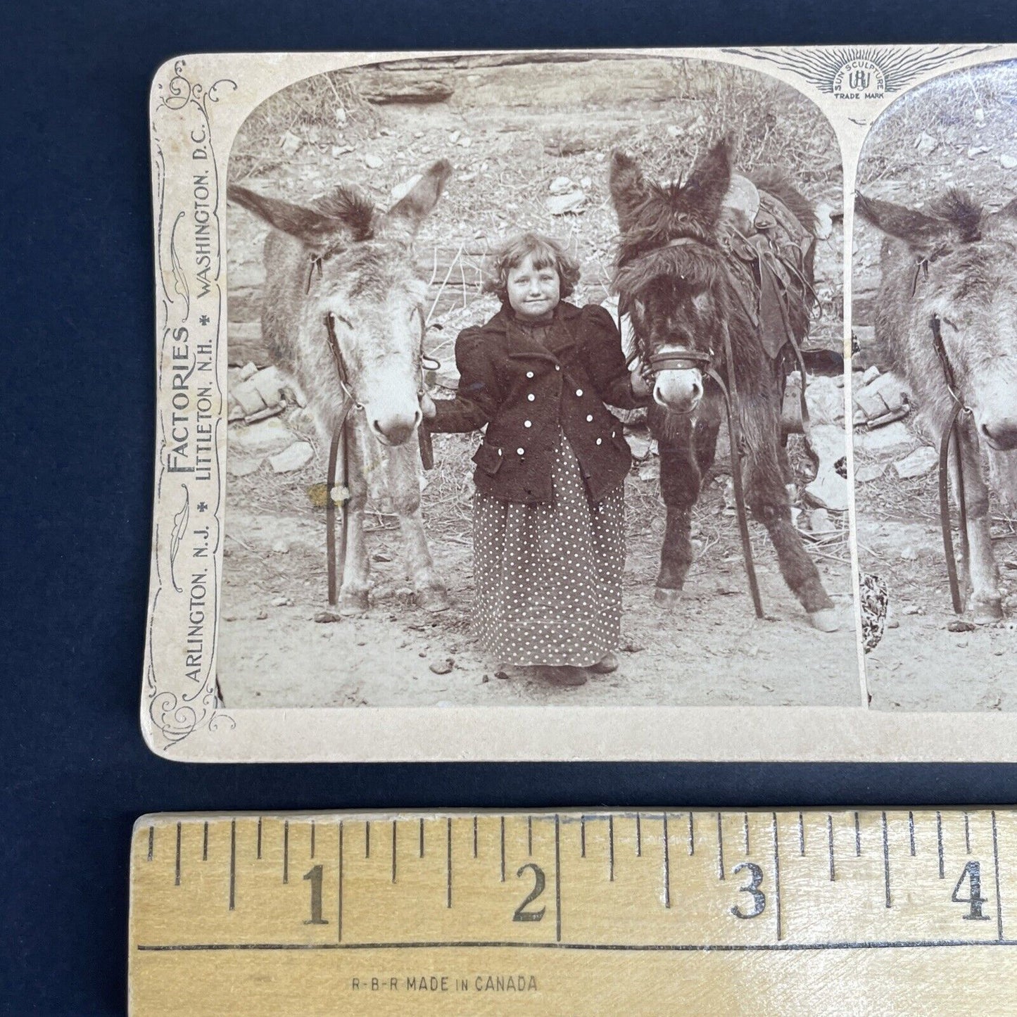 Antique 1894 Child With Two Donkeys In Desert Stereoview Photo Card PC794