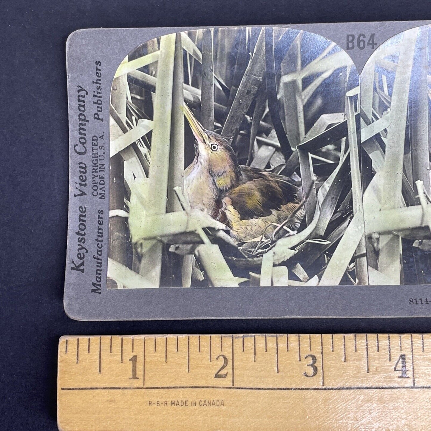 Antique 1908 Least Bittern Hiding In Nest Stereoview Photo Card PC785