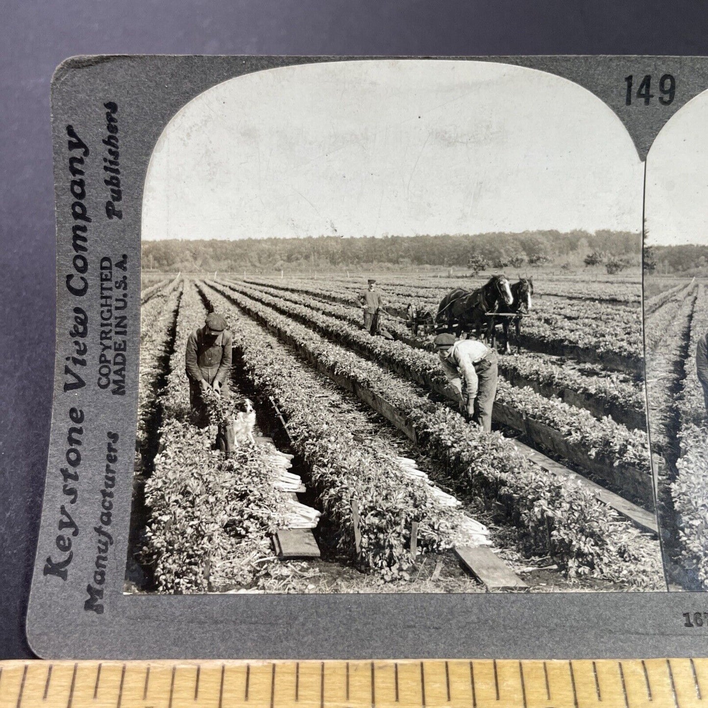 Antique 1910s Celery Farm In Kalamazoo Michigan Stereoview Photo Card P3671