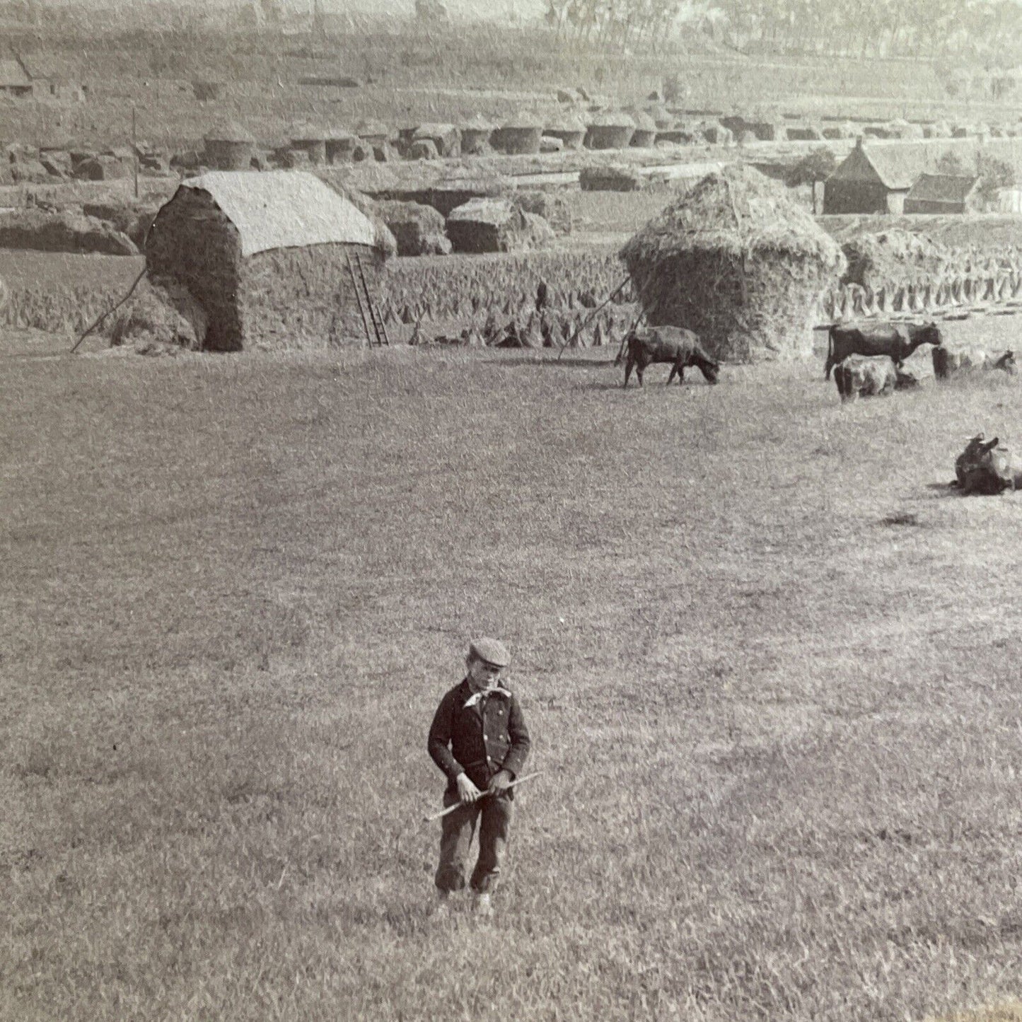 Antique 1904 Boy On Hay Farm Kortrijk Belgium Stereoview Photo Card P1471