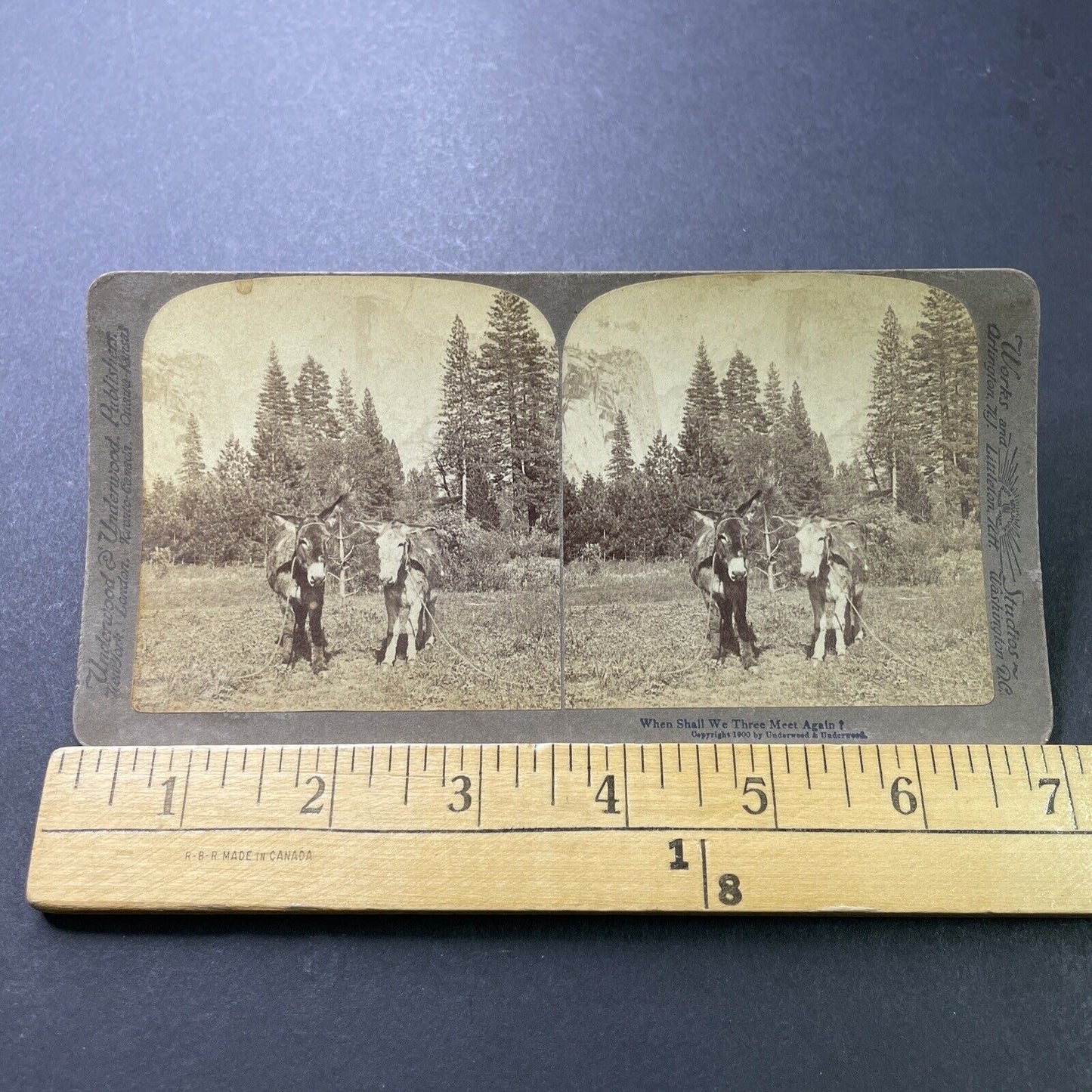 Antique 1900 Two Donkeys Rest Yosemite Park CA Stereoview Photo Card P4005