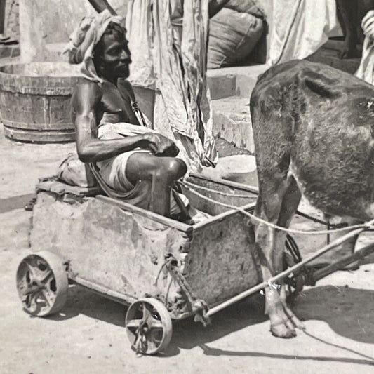 Antique 1908 Man In Ox Cart Wheelchair In Calcutta Stereoview Photo Card P1358