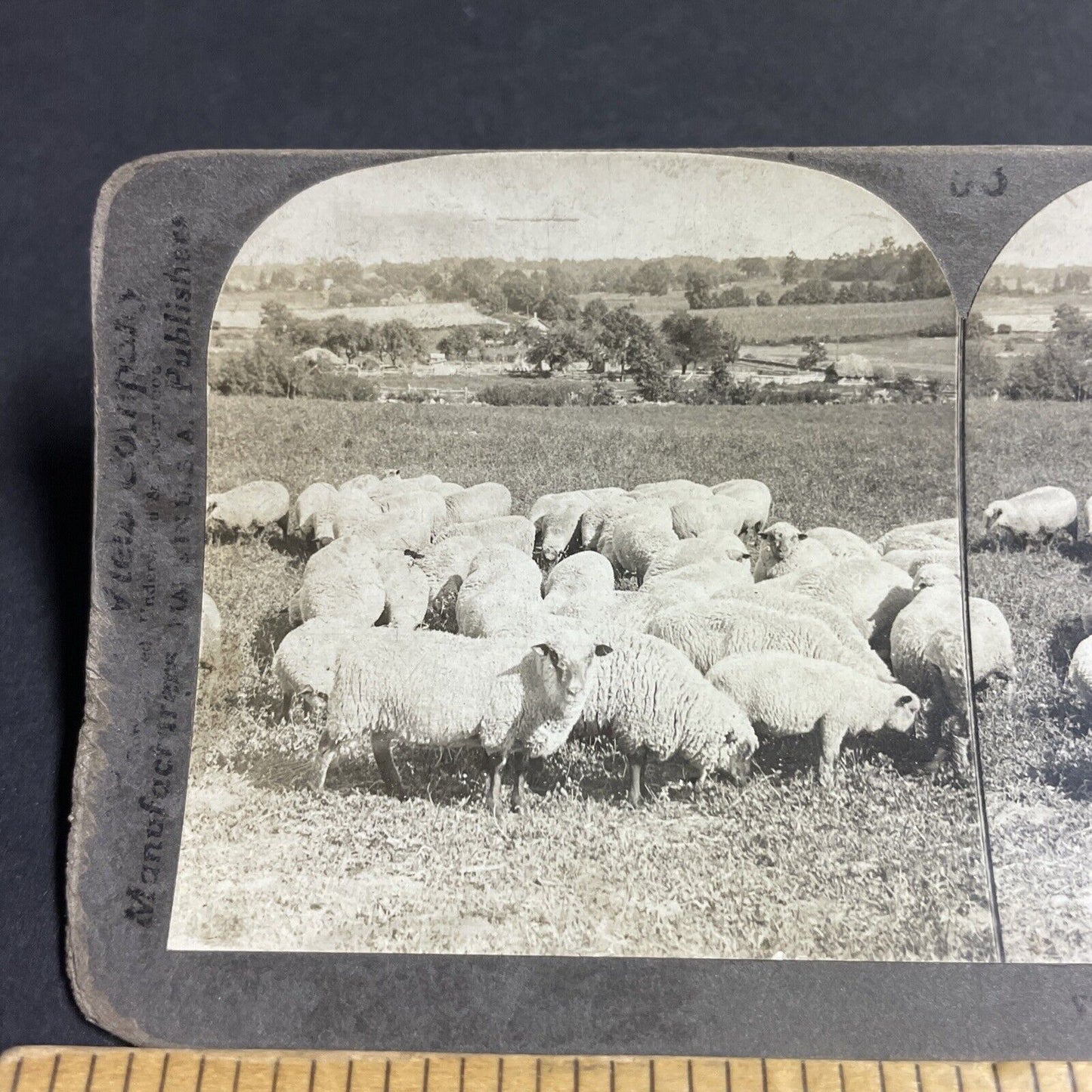 Antique 1906 Flock Of Shropshire Sheep Michigan Stereoview Photo Card P4263