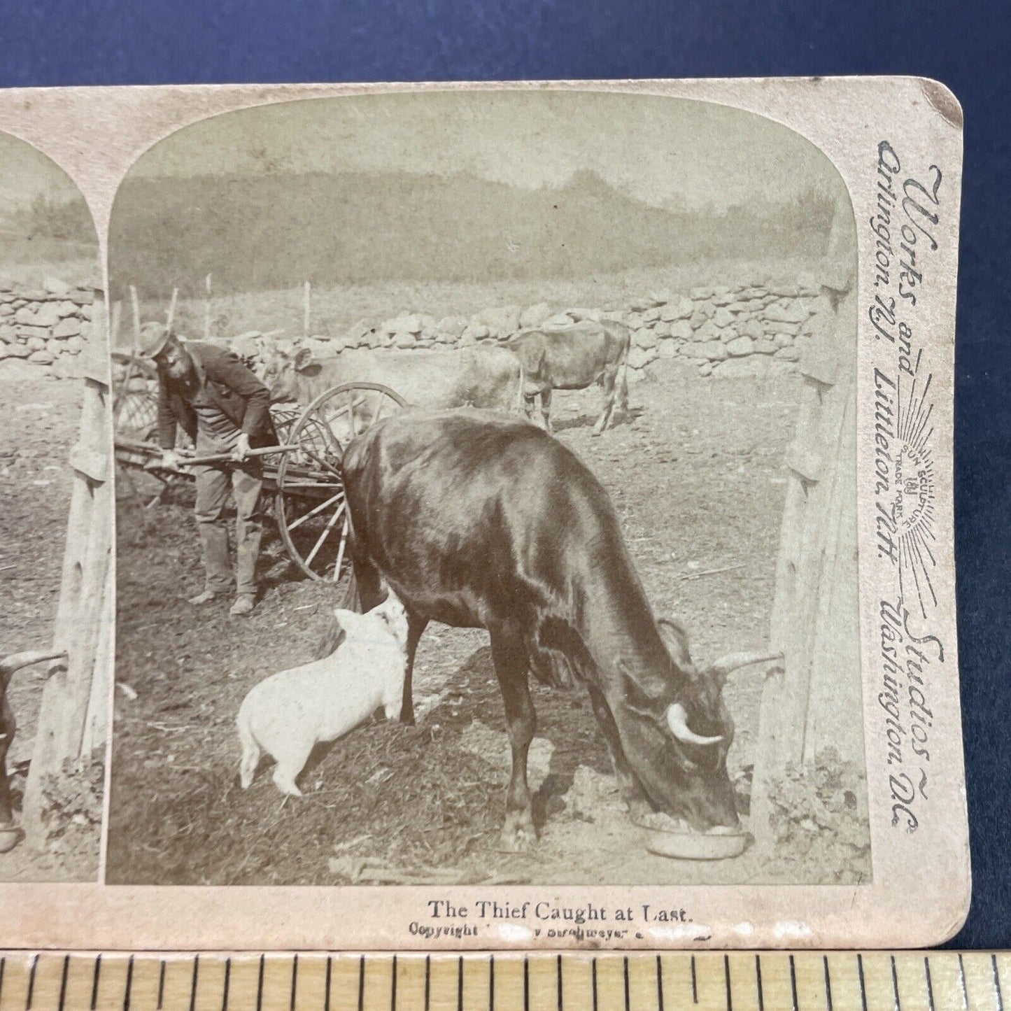 Antique 1890s Pig Milks A Cow On A Farm Stereoview Photo Card P3555