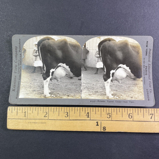 Holstein Cow Udder Toronto Exhibition Stereoview Pestalozzi c1909 Y2740