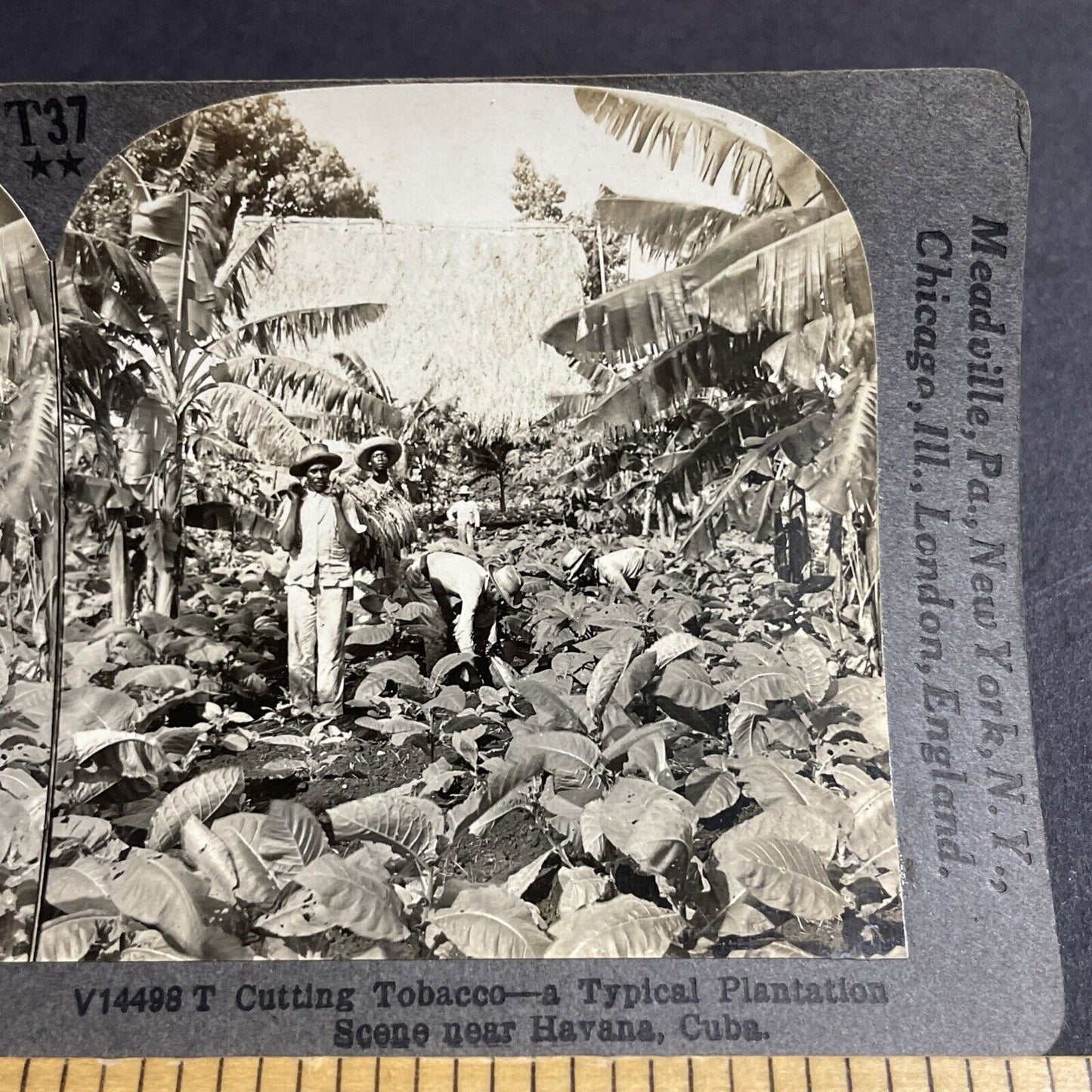 Antique 1910s Tobacco Farm For Cuban Cigars Havana Stereoview Photo Card P4404