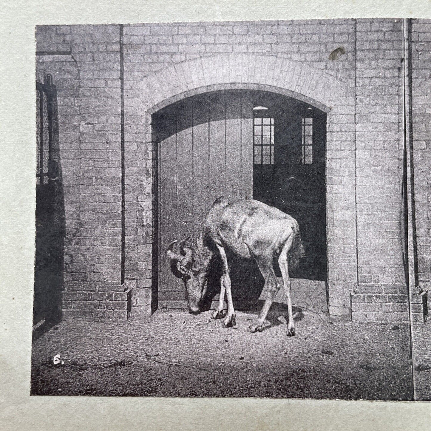 Antique 1880s Hartebeest At The London Zoo Stereoview Photo Card P1681