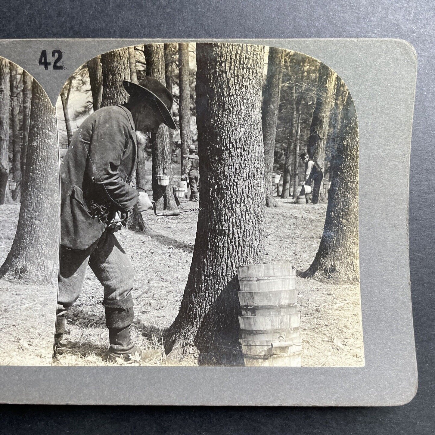 Antique 1904 Maple Syrup Tapping Trees Vermont USA Stereoview Photo Card P1535