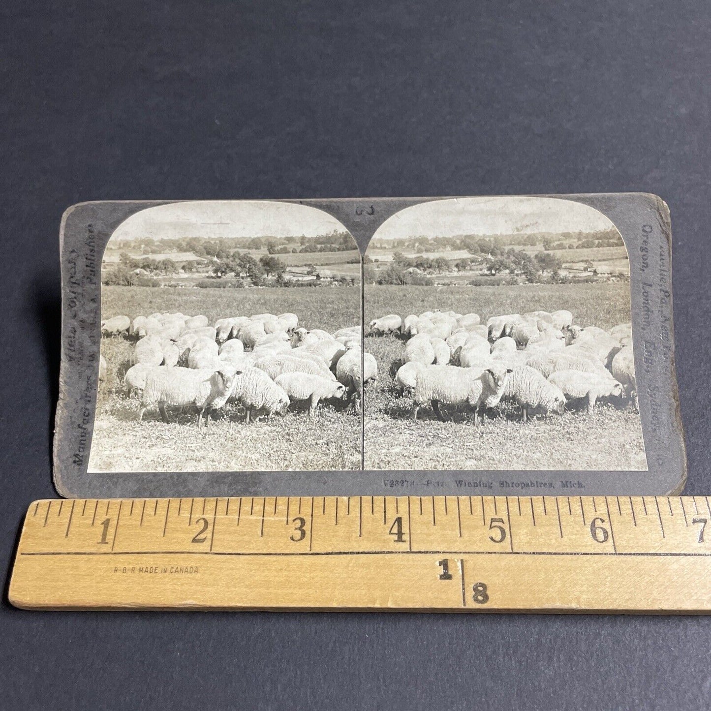 Antique 1906 Flock Of Shropshire Sheep Michigan Stereoview Photo Card P4263