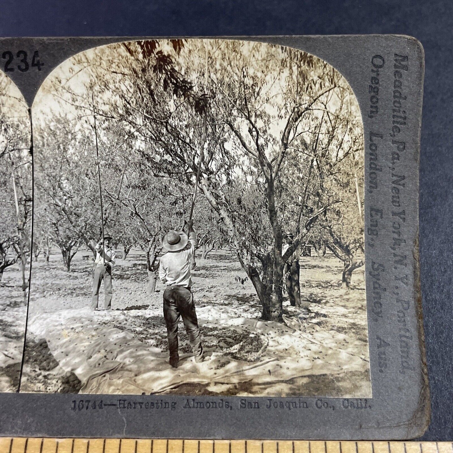 Antique 1920s Men Harvest Almonds Antioch California Stereoview Photo Card P3604