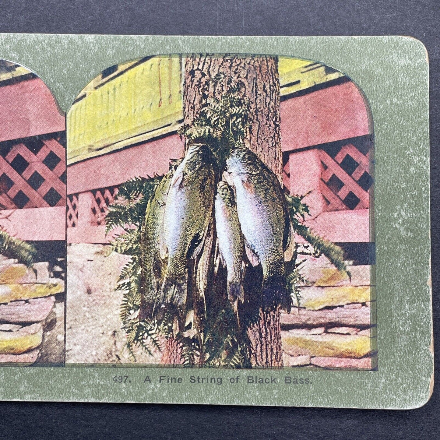 Antique 1899 Black Bass Drying On A Tree Stereoview Photo Card P580-071