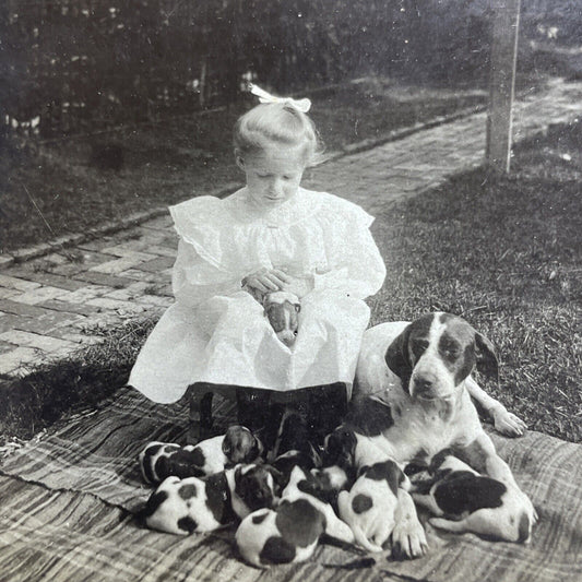 Antique 1900 Helen With Cocker Spaniel Puppies Stereoview Photo Card PC771