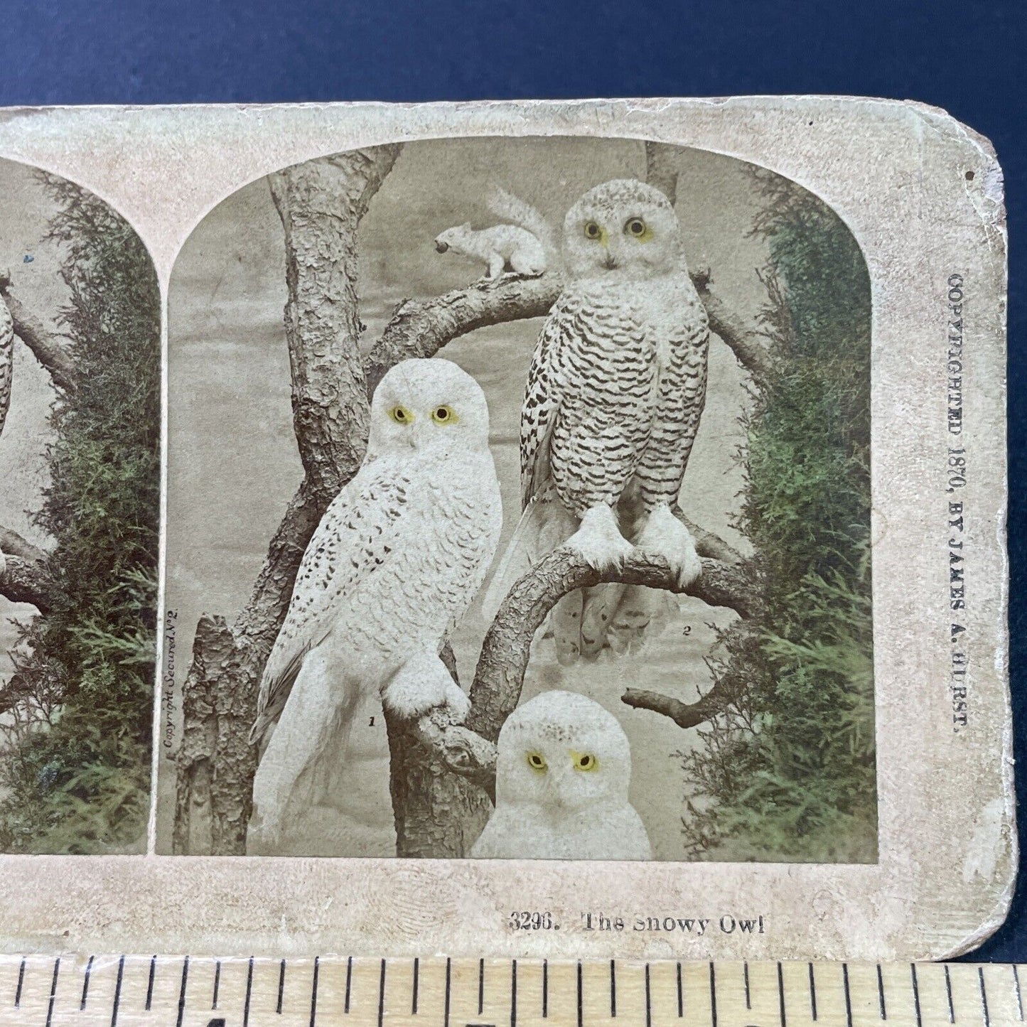 Antique 1870 Taxidermy Snowy Owls On Display Stereoview Photo Card P2958