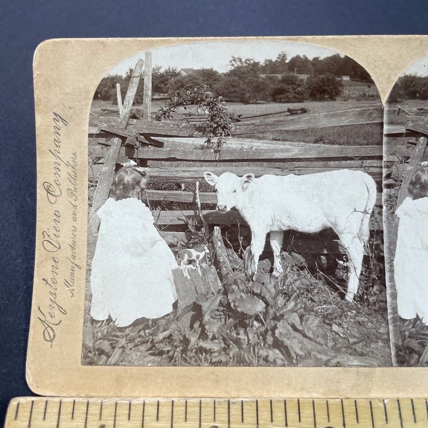 Antique 1896 Girl Plays Dolls With Her Calf Cow Stereoview Photo Card P3120
