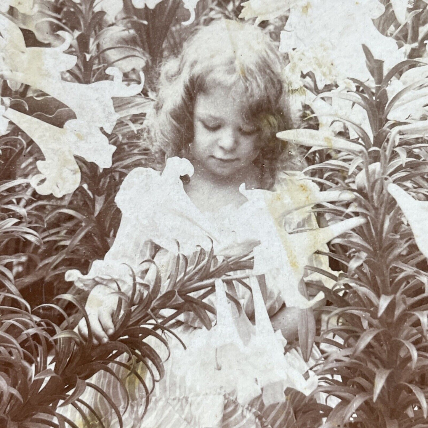 Antique 1901 Little Girl Plays In Lily Garden Stereoview Photo Card P2836