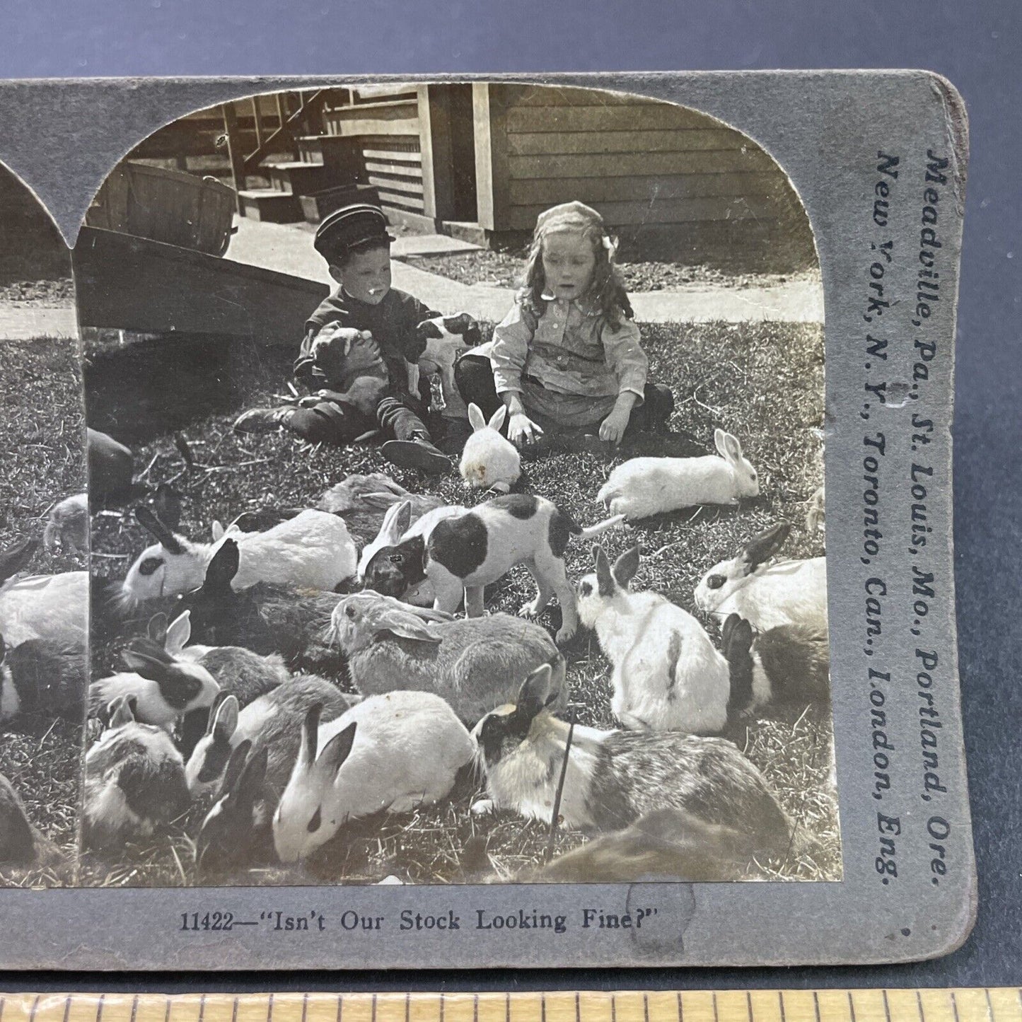 Antique 1907 Children On A Rabbit Farm Stereoview Photo Card P2638