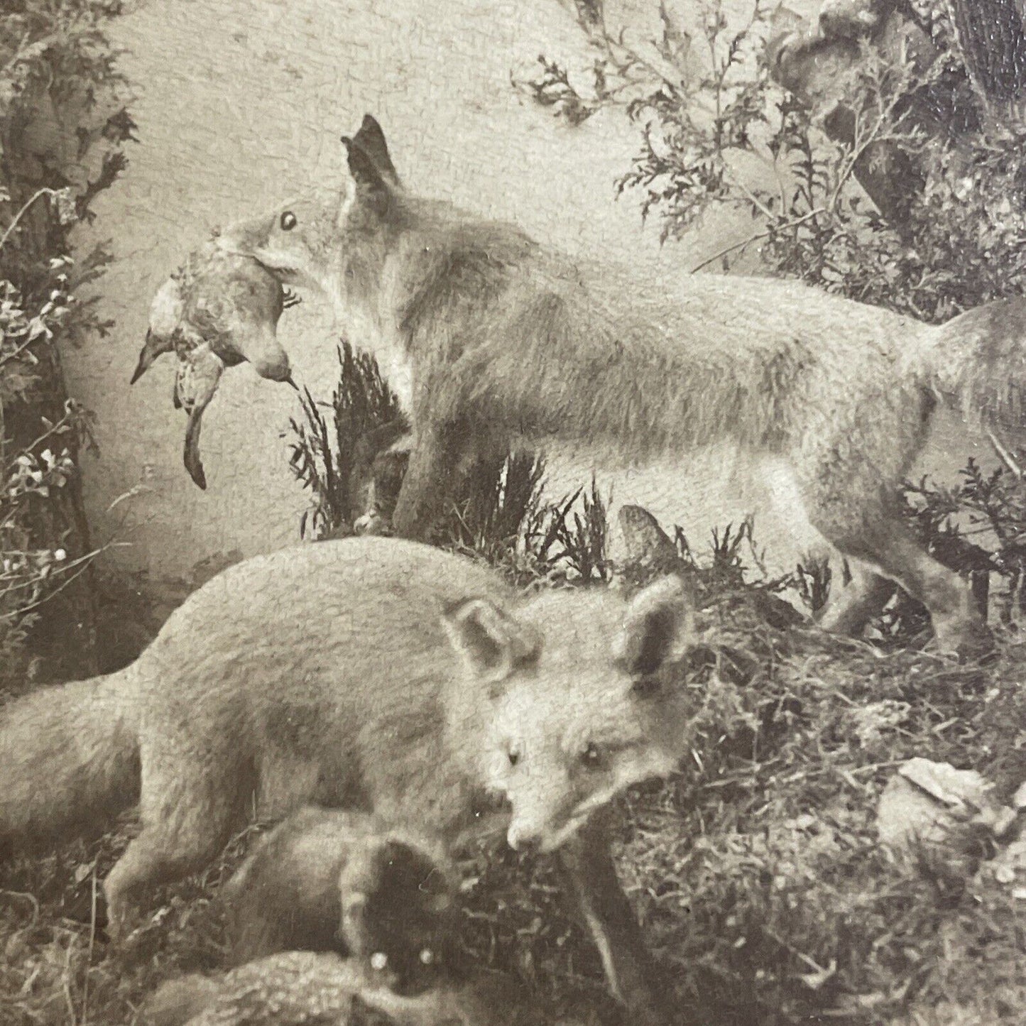 Antique 1889 Two Swift Foxes Stuffed At Fox Exhibit Stereoview Photo Card P4638