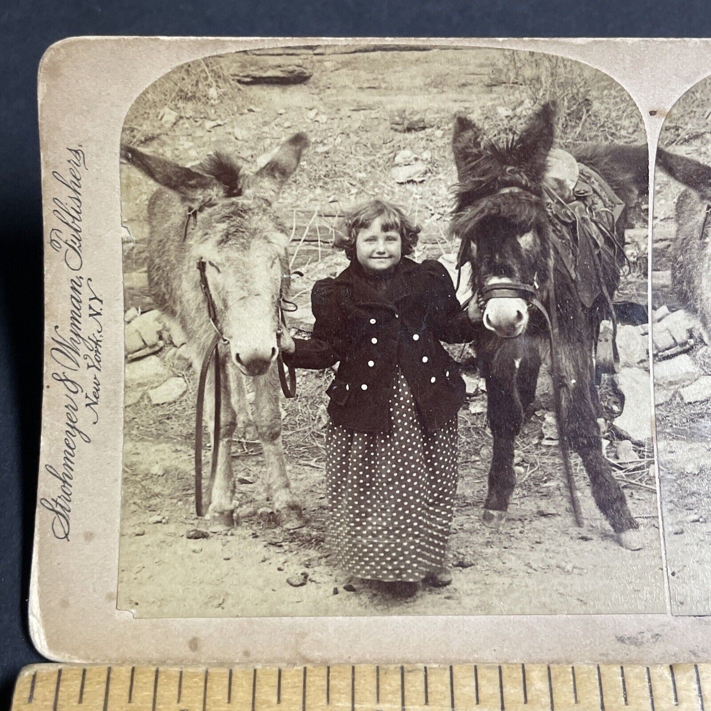 Antique 1894 Little Girl With Two Prize Donkeys Stereoview Photo Card P4317