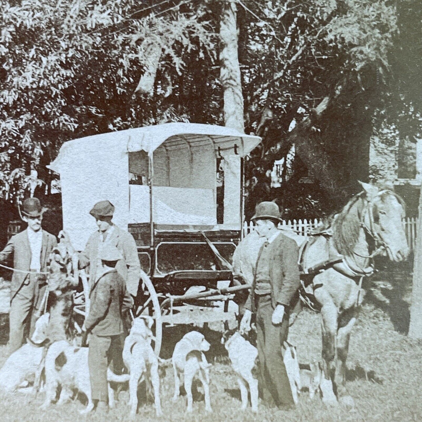 Antique 1891 Butcher Feeds Meat To Hunting Dogs Stereoview Photo Card P4009