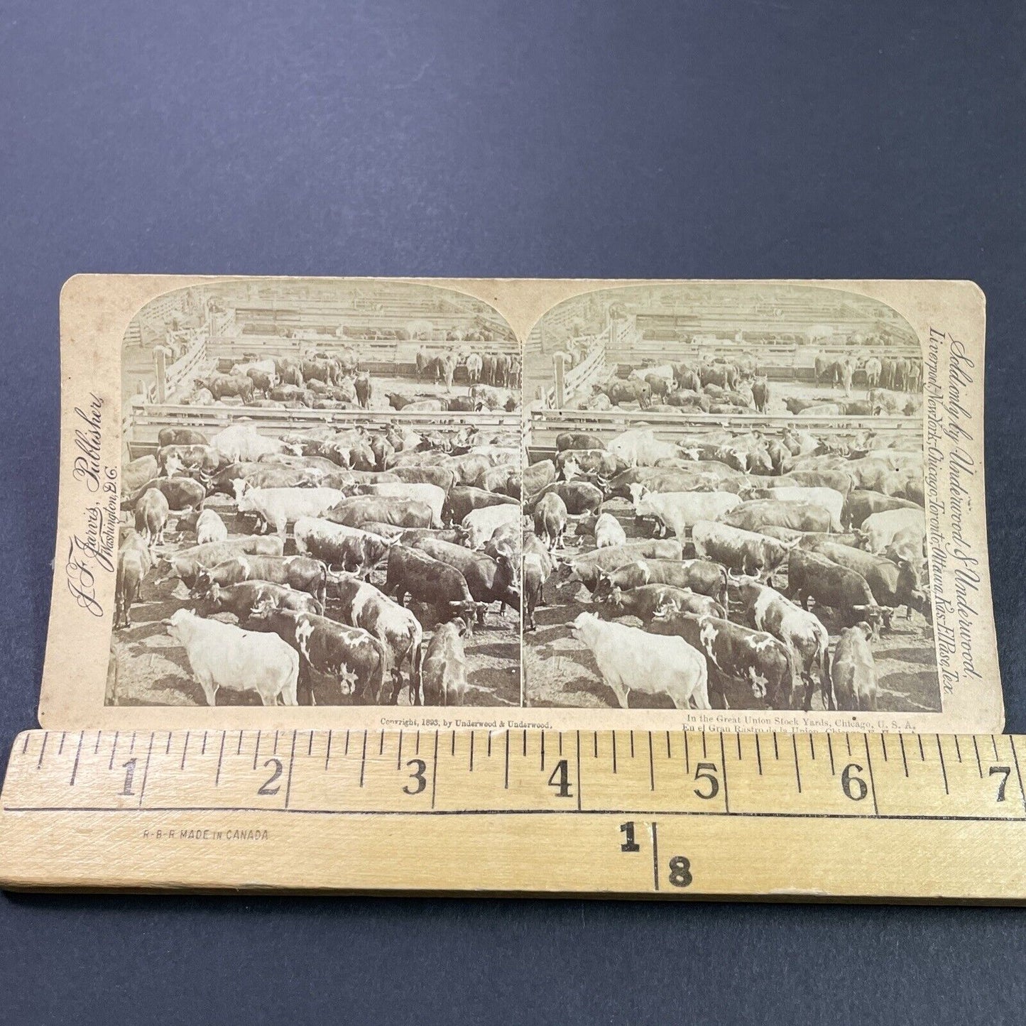 Antique 1893 Cattle Stock Yard Chicago Illinois Stereoview Photo Card P3805