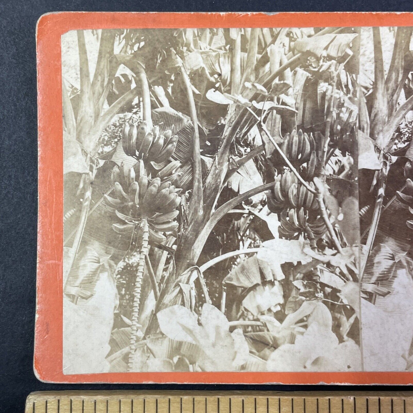 Banana Trees in Savannah Georgia Stereoview O. Havens Antique c1878 Y1761