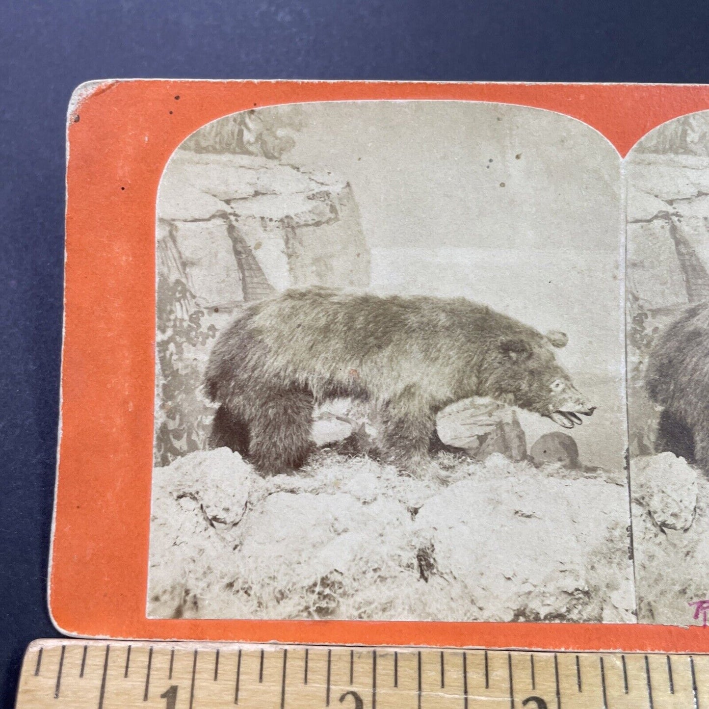 Antique 1860s Brown Bear Stuffed Colorado Or Montana Stereoview Photo Card P3973