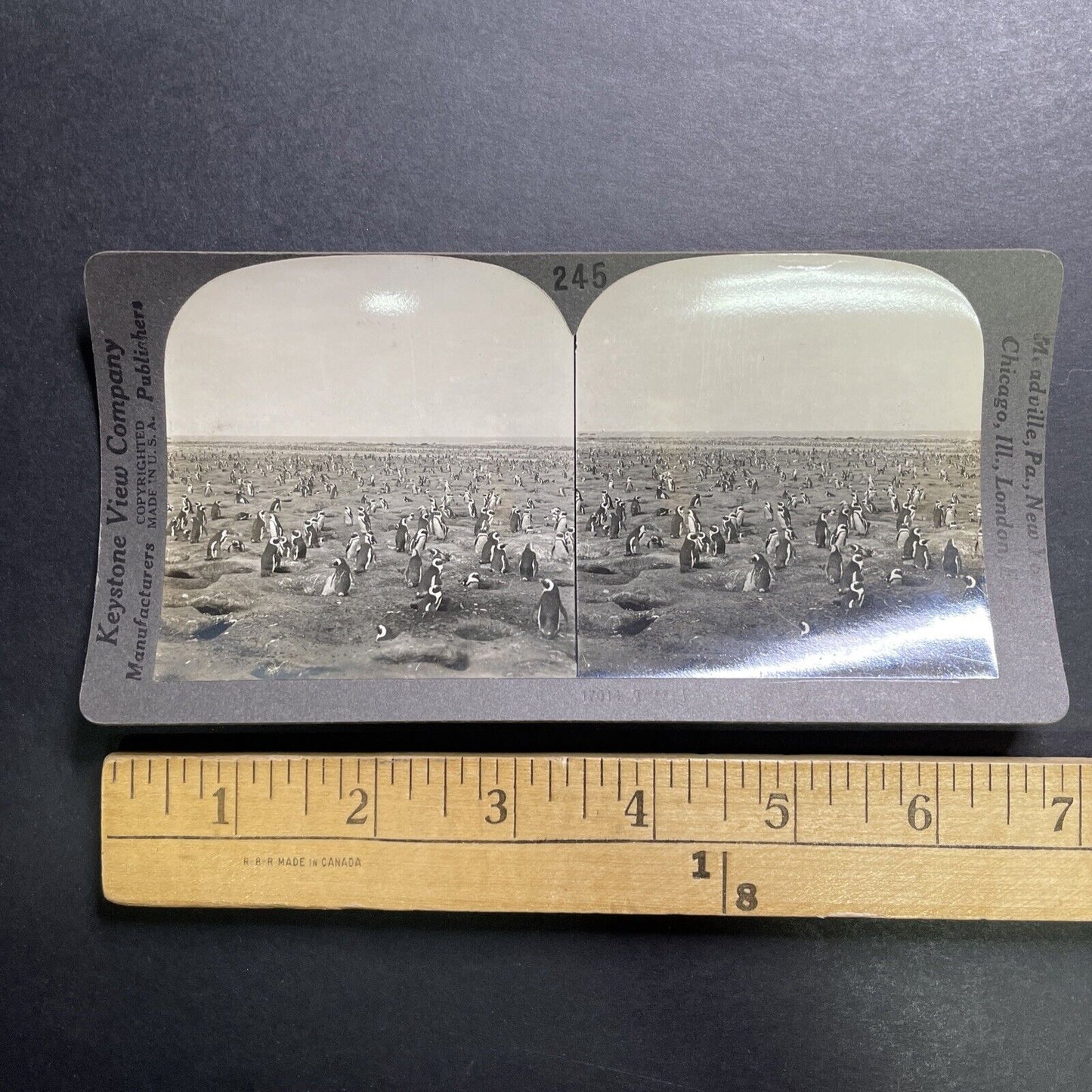 Antique 1918 Dassen Island Penguins South Africa Stereoview Photo Card P1361