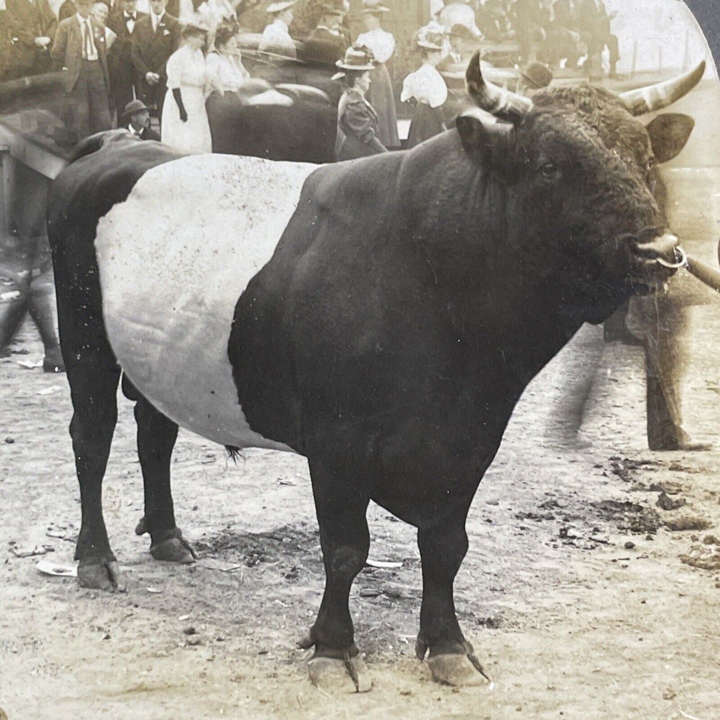 Winning Dutch Belted Bull Stereoview Champion Auten Antique c1909 Y2743