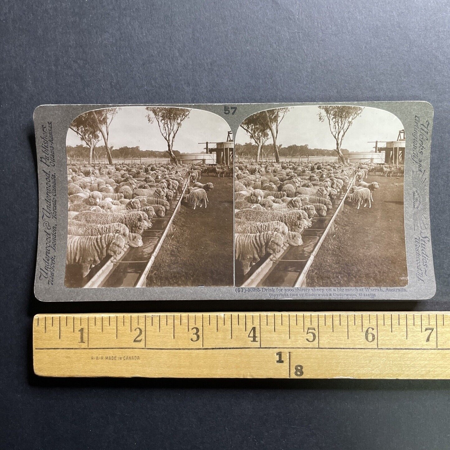 Antique 1909 Sheep Farm Warrah NSW Australia Stereoview Photo Card P1761