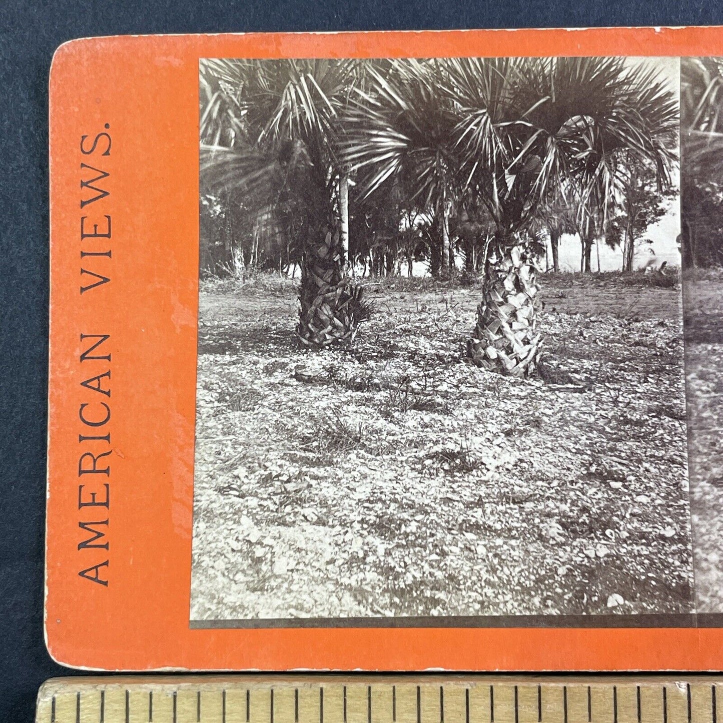 Palm Trees Palmetto Shrubs Stereoview Florida Antique c1870 Y066