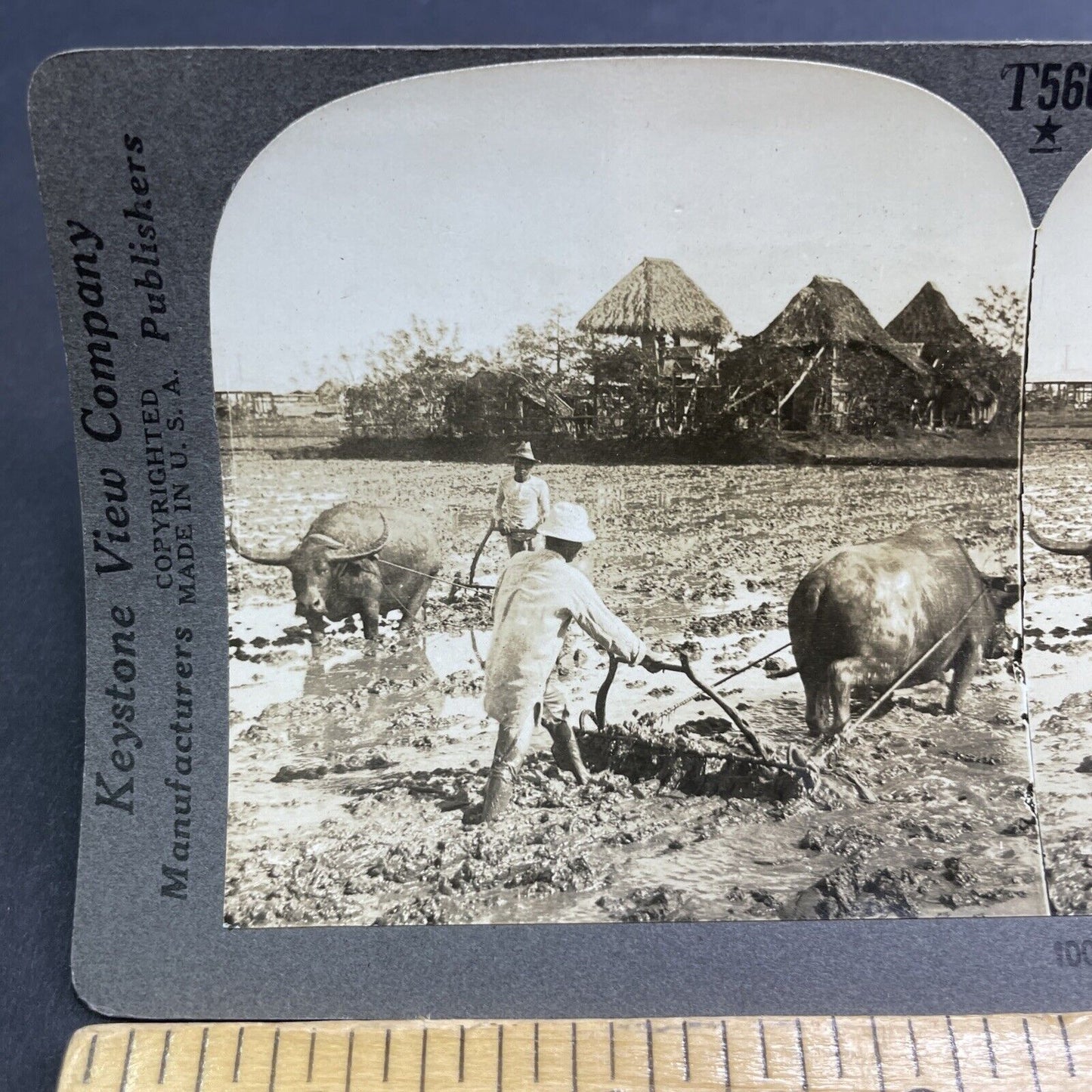 Antique 1918 Plowing With Buffalo Manila Philippines Stereoview Photo Card P1903