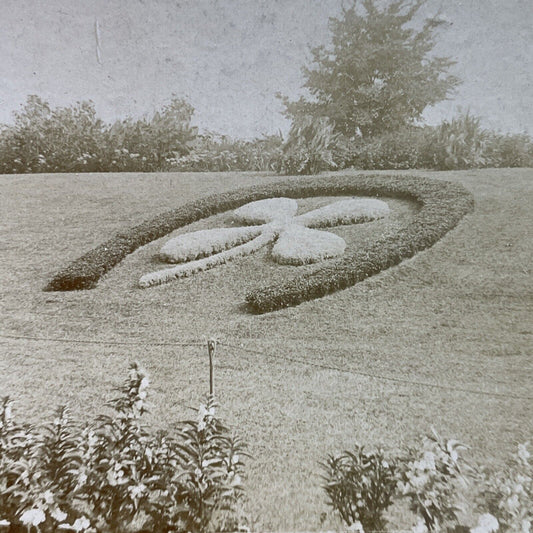 Antique 1890s Four Leaf Clover Of Flowers Chicago Stereoview Photo Card P3927