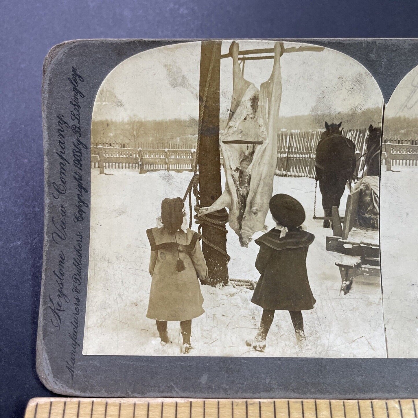 Antique 1903 Children Clean A Pig On A Farm Stereoview Photo Card P3984