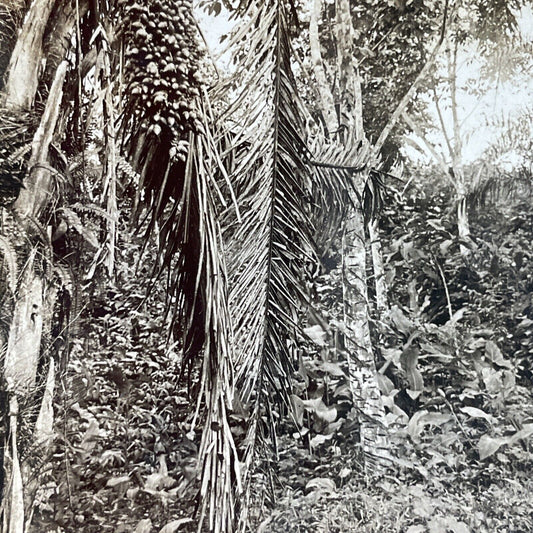 Antique 1910s Rubber Tree Farms In Panama Stereoview Photo Card P3680