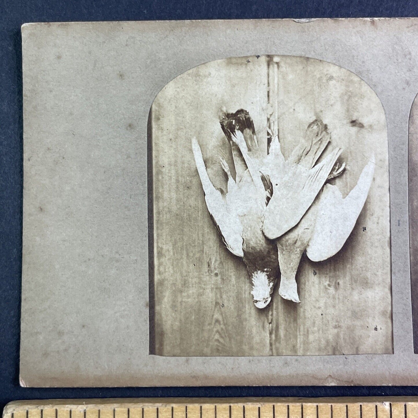 Rock Pigeon & Passenger Pigeon on Display Stereoview Antique c1855 X3857