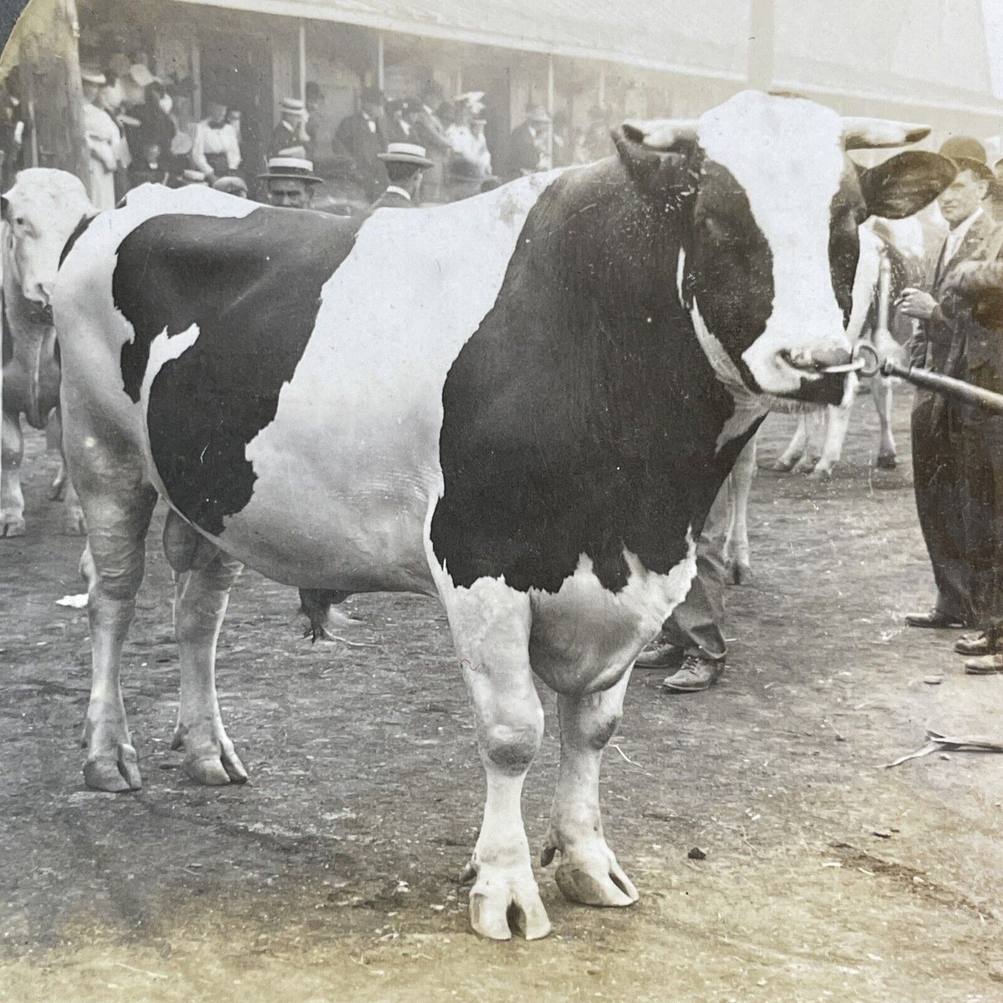 Champion Holstein Bull Toronto Stereoview Colantha Johannes Lad c1909 Y2737