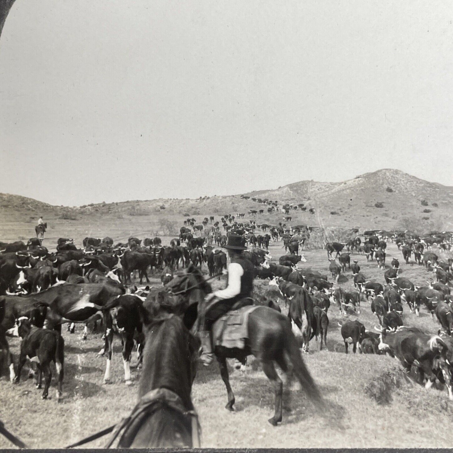 Antique 1905 Cowboys & Cattle Paloduro Texas Stereoview Photo Card PC770