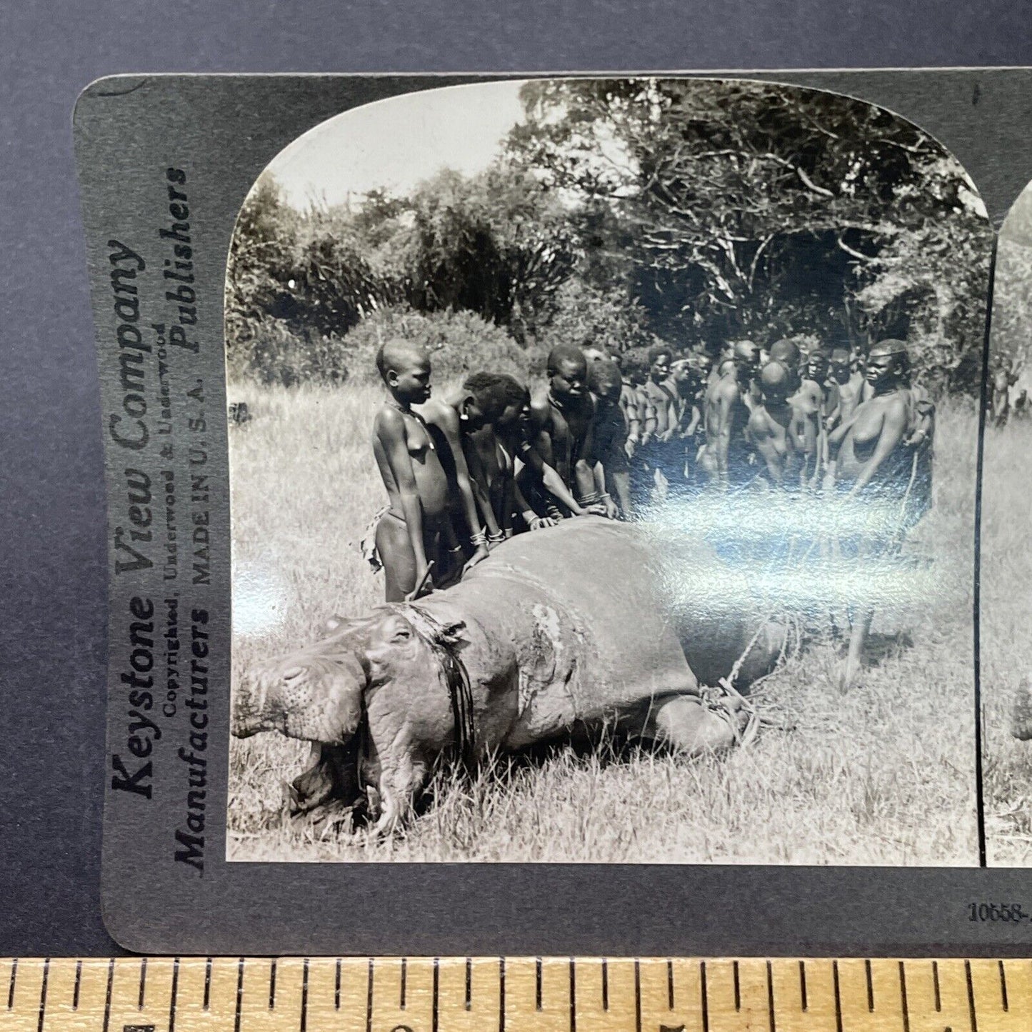 Antique 1906 Native Tribe Kill A Hippo In Kenya Stereoview Photo Card P2312