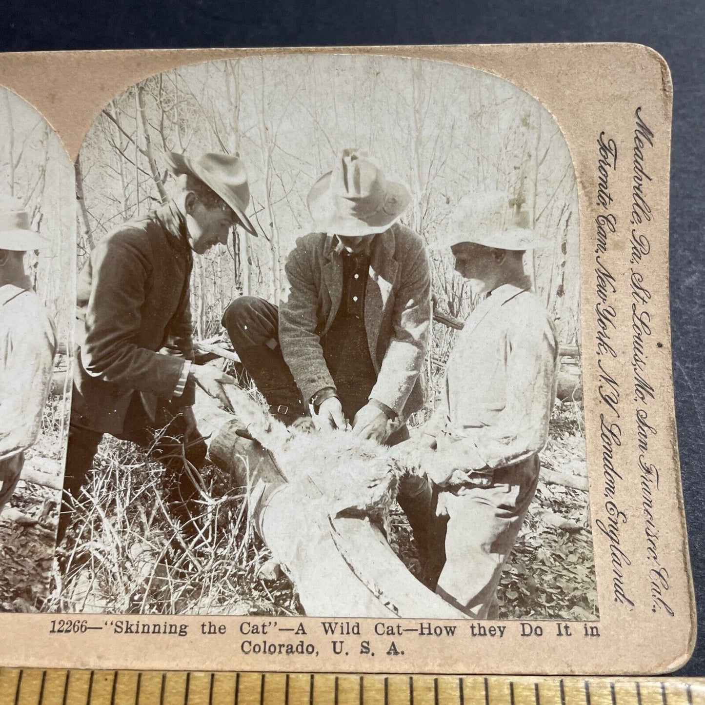 Antique 1903 Hunters Skin A Wild Cat In Colorado Stereoview Photo Card P5048