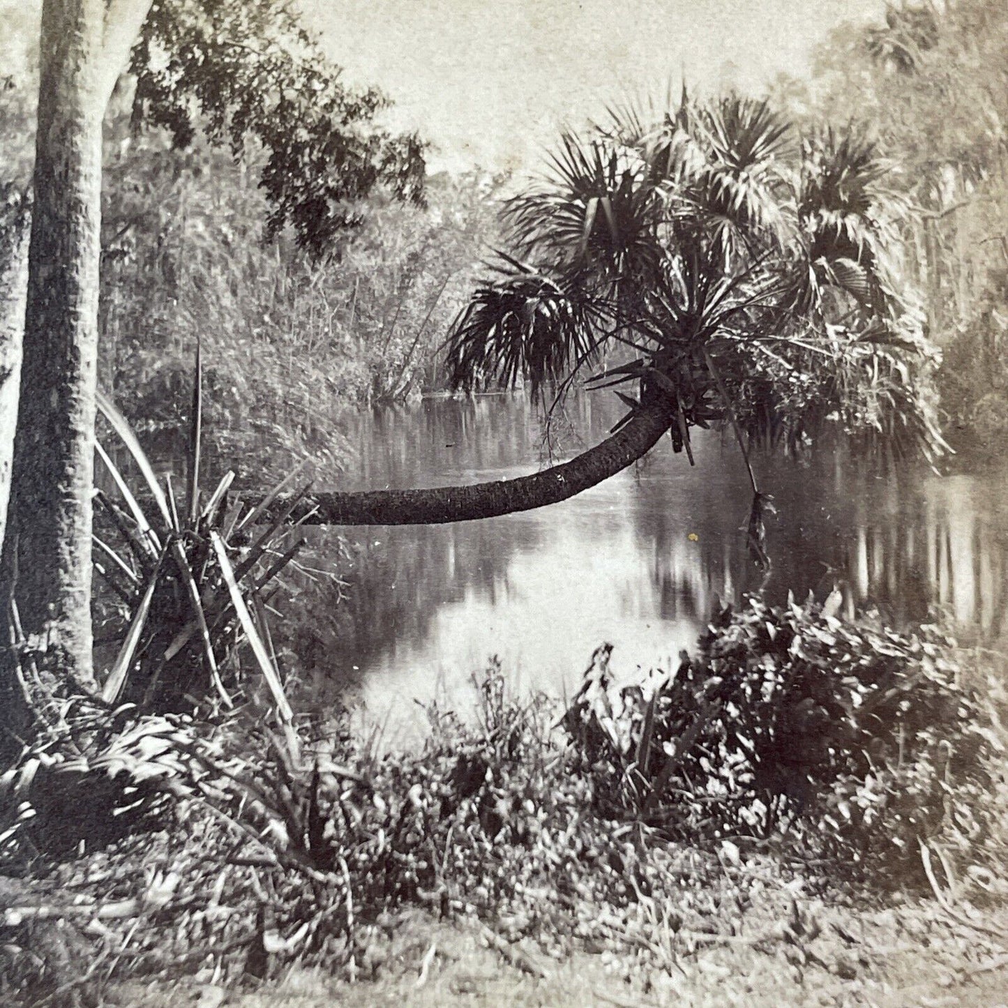 Ocklawaha River near Gores Landing Florida Stereoview c1885 J.I. Mackey Y093